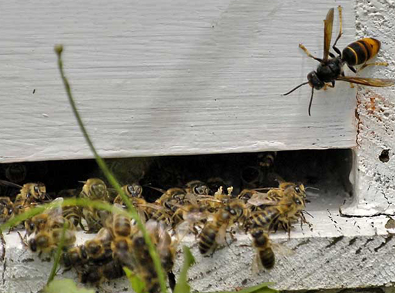 A desidia na xestión de pragas da Xunta e da Consellaría de Medio Rural ameaza mel, castaña e pataca na Galiza