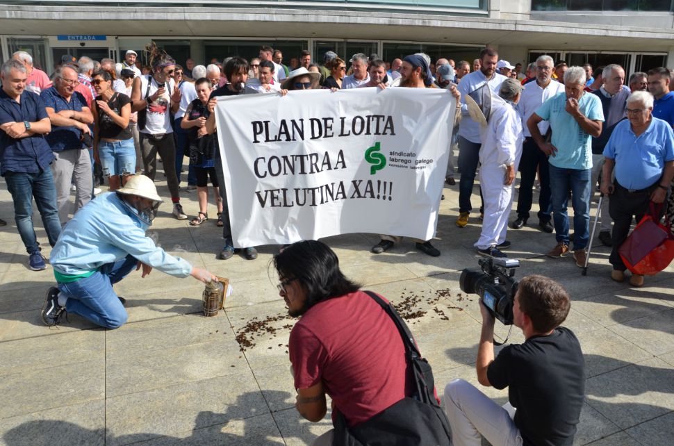 Máis dun cento de persoas esixen á Xunta de Galicia a activación dun Plan galego para o control da Velutina