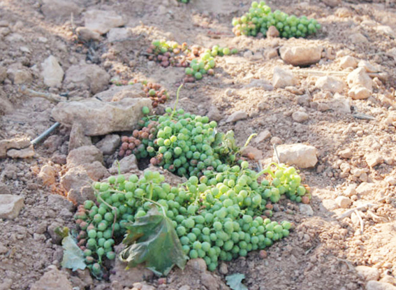 O Ministerio de Agricultura saca unhas axudas para vendima en verde que exclúen boa parte do sector vitícola galego