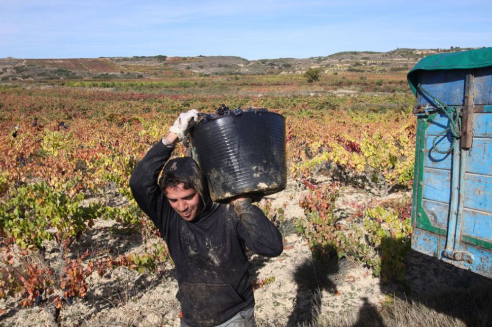 2. Enfermidades profesionais no sector agropecuario: Doenzas musculares e óseas.