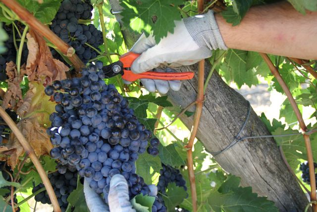 Os riscos específicos do período de vendima na actividade vitícola