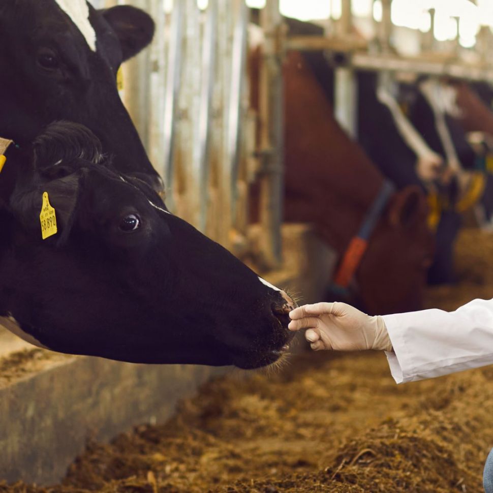 O SLG solicita á Consellería que informe ao sector gandeiro sobre o que acontecerá coas veterinarias e veterinarios de granxa