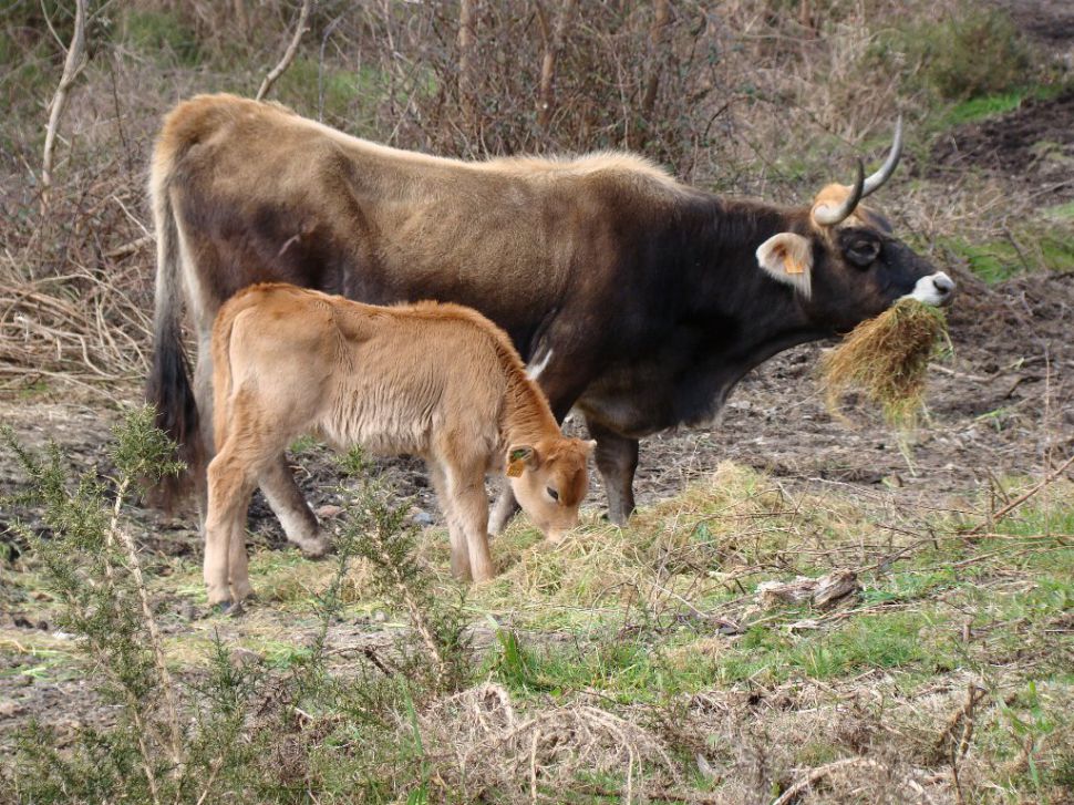 Xuntanza co Subdirector Xeral de Gandaría