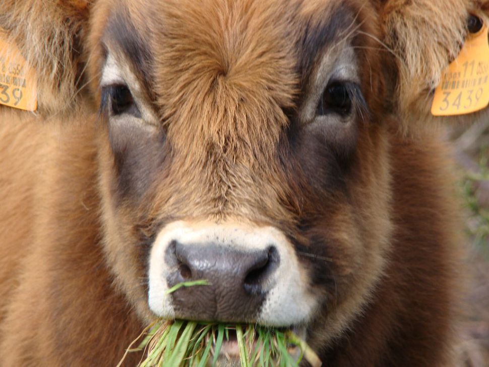 Xornada informativa do SLG en Vilalba: Seguros agrarios no sector gandeiro