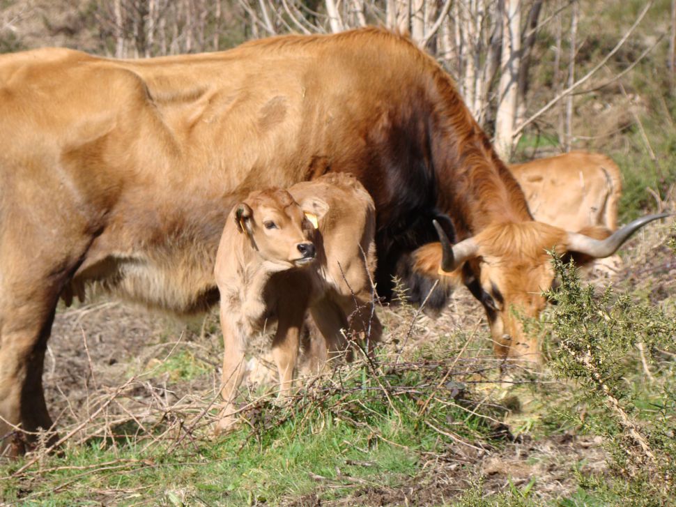 Baleirado sanitario: un prexuízo económico e emocional para as explotacións gandeiras