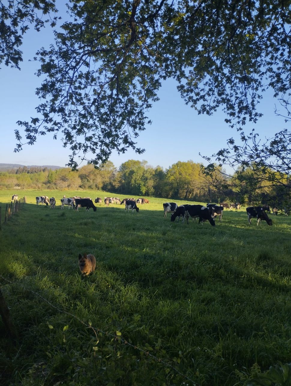 A Xunta deixa sen axudas a moitas ganderías afectadas pola Enfermidade Hemorráxica Epizoótica (EHE)