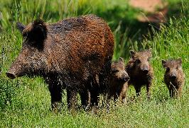 O SLG inicia unha campaña de envío de postais á Consellaría do Medio Ambiente para solicitar compensacións polos danos causados pola fauna salvaxe nas explotacións