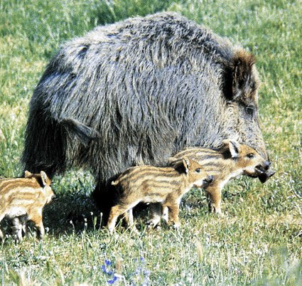 Rolda de Prensa: Danos da fauna salvaxe nos núcleos de  poboación rural da Terra Chá