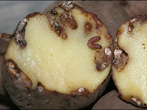 “Cos sistemas de sanidade vexetal actuais, a couza guatemalteca vén para quedar”, por Anxo Pérez Rúa